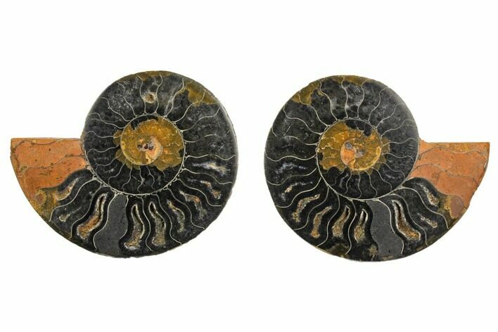 Cut/Polished Ammonite Fossil - Unusual Black Color #132638